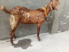 Bakra 2 dant h or andal  h