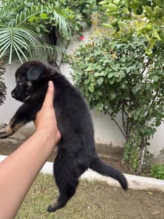 German shepherd female puppy