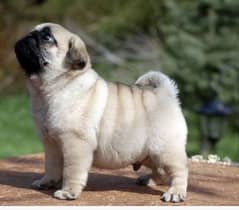 pug puppies 03198435459