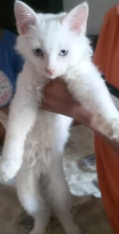 2.5 month baby cats pair Persian