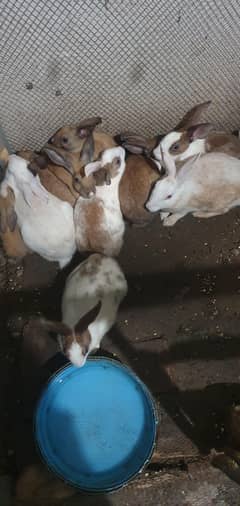 rabbits