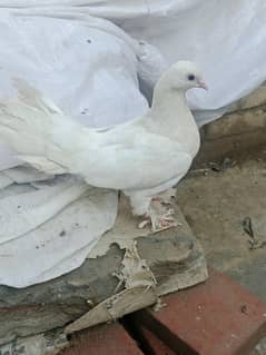 lucky kabutri paoo py bhal hain