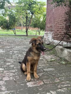 German shepherd puppy | Female | 3 months old | pedigree | long coat