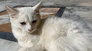 Persian kitten