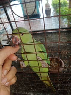 Ringneck Self Peice For Sale ( Location Multan )