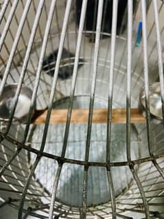 fancy cage