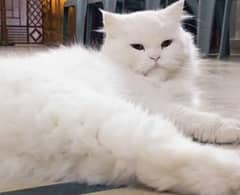pregnant cat 20000