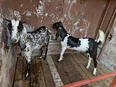 Makki Cheeni Bakri with Male kid