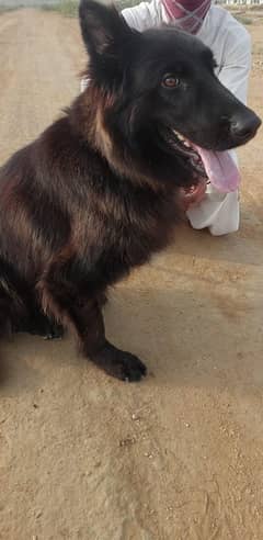 Black german shepherd female dog for sale
