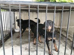 Rottweiler