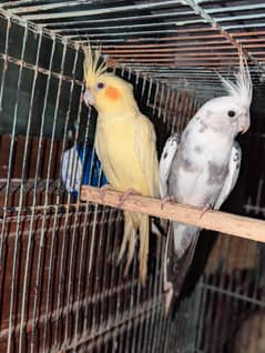 4 Cockatiel 2 pair