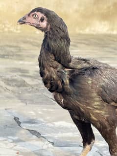Aseel breeder female