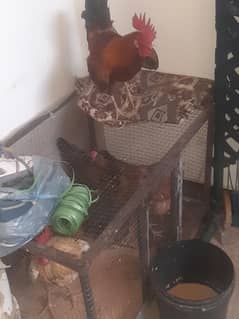 hen good