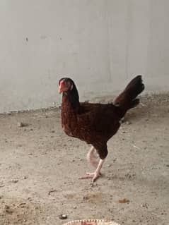 aseel pair  for sale