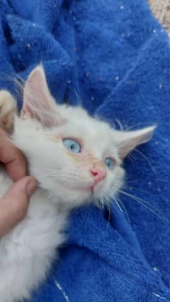 persion kitten