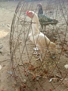 Heera Aseel