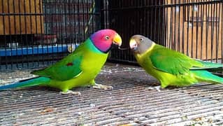 plam head breedr pair home breed hai