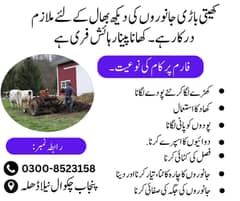 Worker - Farmer - Chakwal jobs - Karigar