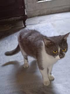 Grey