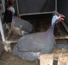 Guinea fowl(Teetri ) pair for sale
