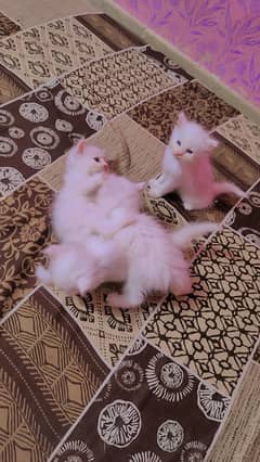 persian kittens triple coat in pairs