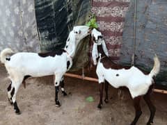 2  Desi Goats
