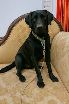 Labrador retriever black 6 month old