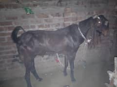 betal
