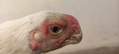 Parrot Beak long tale pair at reasonable rate