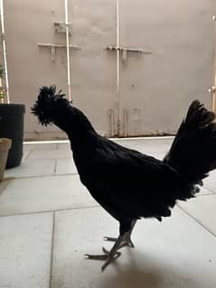 Polish Chicken for sale