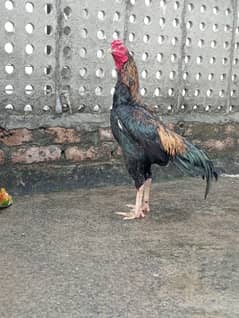 I'm selling my java murga