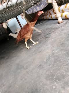 aseel hen for sale location khrianwala Faisalabad