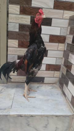 Lakha murgha for sale