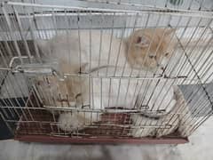 Triple coat Persian Pair for sale