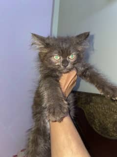 Persian