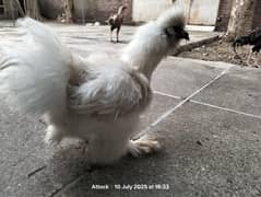 silkie