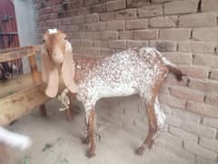 Pure Makichini Goat