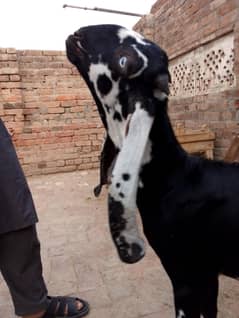 Beetle Bakra Jordi black daba for sale