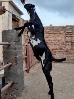 Beetle Bakra Jordi black daba for sale