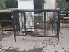 Hen
