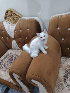 Persian cat for sale