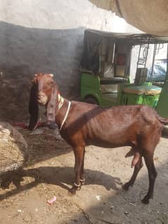 goat for milking