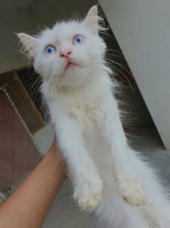 Baby Pursian Female Blue Eyes