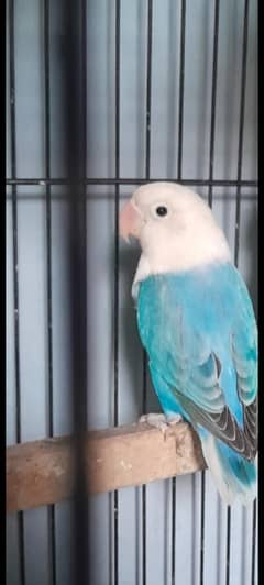 Lovebird
