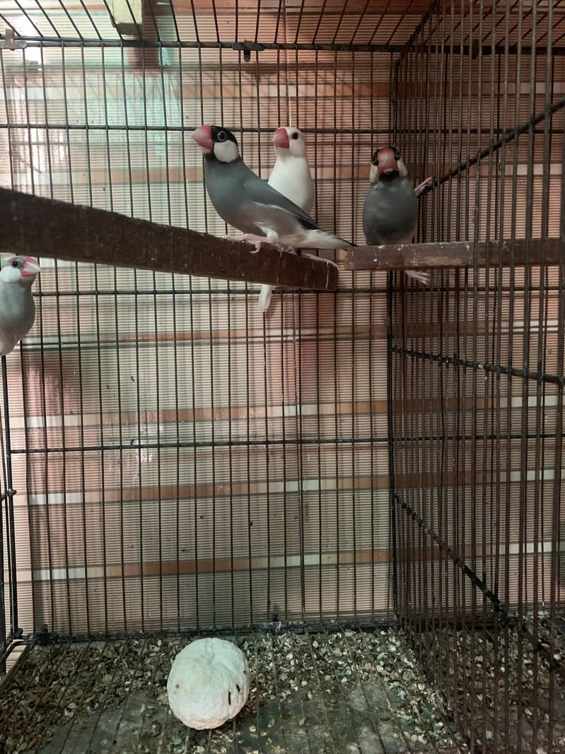 Java finches 2