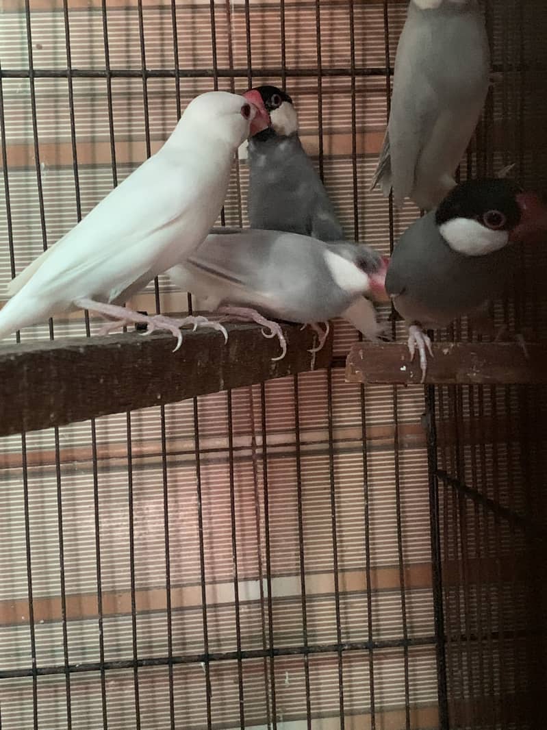 Java finches 4