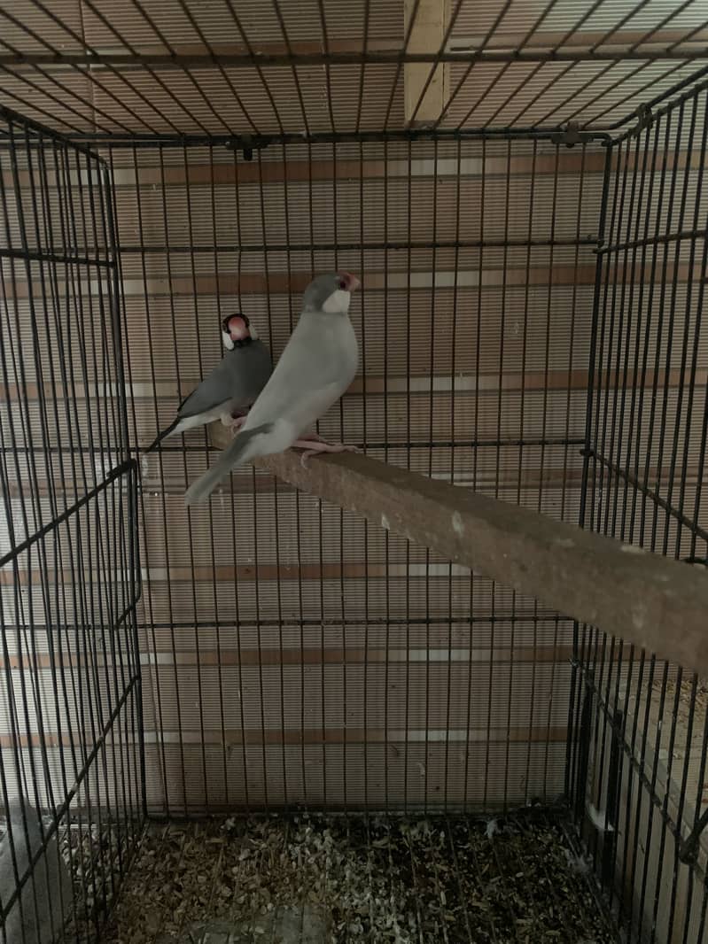 Java finches 7