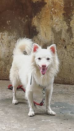 Russian dog / Japanese spitz