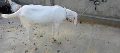 Gulabi Bakra and Nagra pari