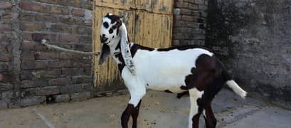 Pure Nagra bakra and Gulabi bakra